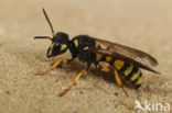 Weevil-hunting Wasp (Cerceris arenaria)