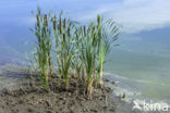 Grote lisdodde (Typha latifolia)