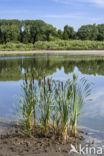 Grote lisdodde (Typha latifolia)