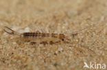 Striped Earwig (Labidura riparia)