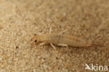 Striped Earwig (Labidura riparia)