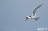 Sandwich Tern (Sterna sandvicencis)