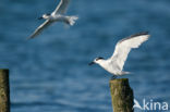 Sandwich Tern (Sterna sandvicencis)