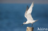 Sandwich Tern (Sterna sandvicencis)