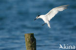 Sandwich Tern (Sterna sandvicencis)