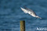 Sandwich Tern (Sterna sandvicencis)