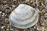 Grote strandschelp (Mactra stultorum cinerea)