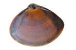 Grote strandschelp (Mactra stultorum cinerea)