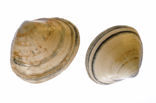 Rayed Trough-shell (Mactra stultorum cinerea)