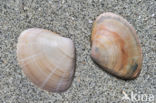 Grote strandschelp (Mactra stultorum cinerea)