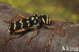 Grote Wespenbok (Plagionotus arcuatus)