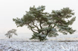 Grove den (Pinus sylvestris)