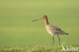 Grutto (Limosa limosa)