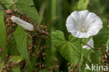 Hedge Bindweed (Convolvulus sepium)