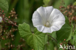 Hedge Bindweed (Convolvulus sepium)