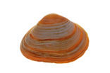 Cut Trough-shell (Spisula subtruncata)