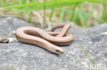 Hazelworm (Anguis fragilis)