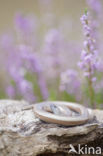 Slow Worm (Anguis fragilis)