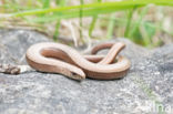 Hazelworm (Anguis fragilis)