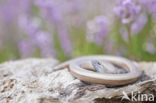 Slow Worm (Anguis fragilis)