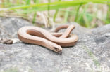 Hazelworm (Anguis fragilis)