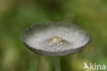 Hare sfoot Inkcap (Coprinus lagopus)