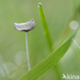 Hare sfoot Inkcap (Coprinus lagopus)