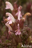 Heidekartelblad (Pedicularis sylvatica)