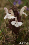 Heidekartelblad (Pedicularis sylvatica)