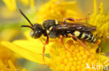 Wasp-bee (Nomada rufipes)