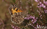 Grayling (Hipparchia semele)