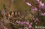 Grayling (Hipparchia semele)