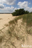 Marram (Ammophila arenaria)