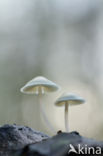 common bonnet (Mycena galericulata)