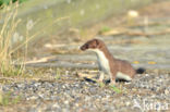 Stoat (Mustela erminea)