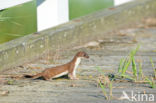 Stoat (Mustela erminea)