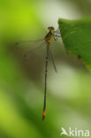 Heteragrion inca