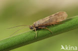 Holocentropus stagnalis