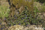 Ground Ivy (Glechoma hederacea)