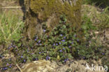 Hondsdraf (Glechoma hederacea)