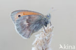 Hooibeestje (Coenonympha pamphilus)