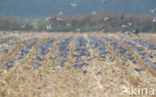 Houtduif (Columba palumbus)