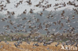 Wood Pigeon