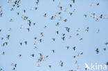 Houtduif (Columba palumbus)