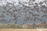 Wood Pigeon