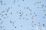 Houtduif (Columba palumbus)