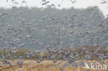 Houtduif (Columba palumbus)