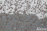 Houtduif (Columba palumbus)