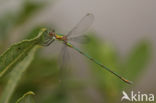 Houtpantserjuffer (Lestes viridis)