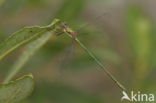 Houtpantserjuffer (Lestes viridis)